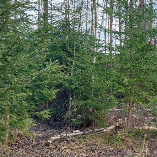 Земельный участок Смольнинское СНТ, 316