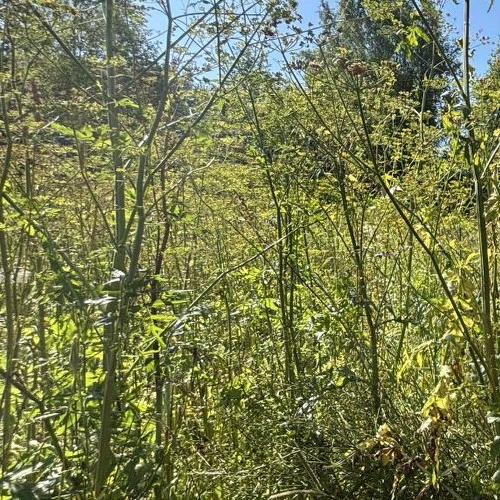 Коттедж/дом Скворицы массив, Пудость СНТ, 44