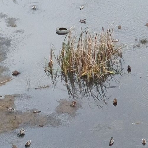 1-комн квартира Сланцы, улица Ленина, 25к8