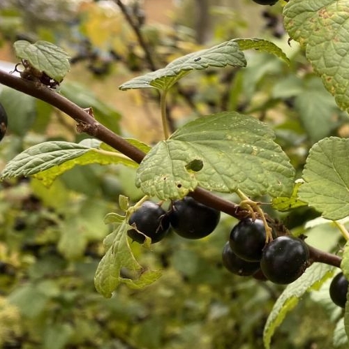 Коттедж/дом Борисова Грива садоводческий массив, Компрессор-2 СНТ, дорога Центральная