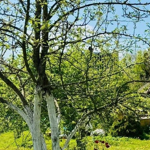 Коттедж/дом Заклинское СНТ, улица 1-я Центральная