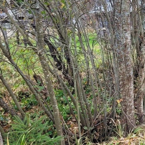 Коттедж/дом Мшинская садоводческий массив, НПО ВНИИМ имени Д.И. Менделеева СНТ, проспект Малый