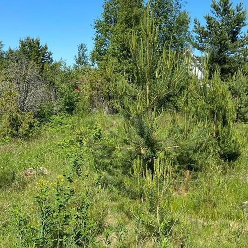 Коттедж/дом д. Немятово-2, улица Вересковая, 2