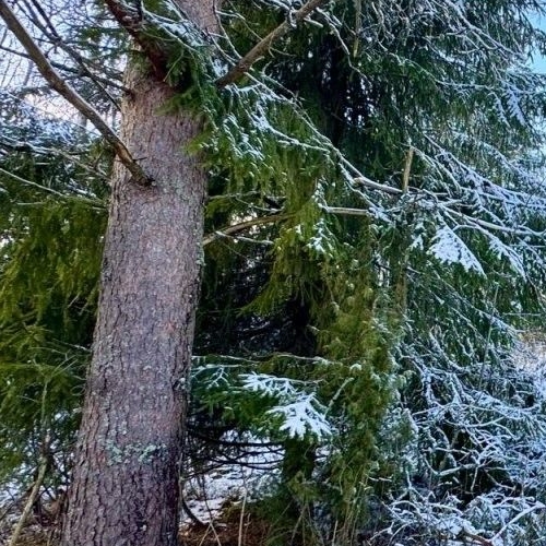 Коттедж/дом Мшинская садоводческий массив, Буревестник СНТ, улица Зеленая,  д. 16