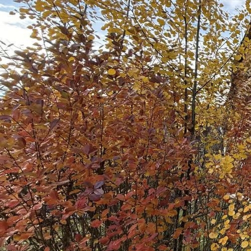 Коттедж/дом Посадников остров садоводческий массив, Сигнал СНТ, улица Соловьиная