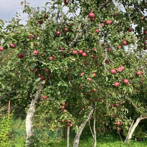 Коттедж/дом Солка садоводческий массив, Загородное СНТ, улица Заречная, 199