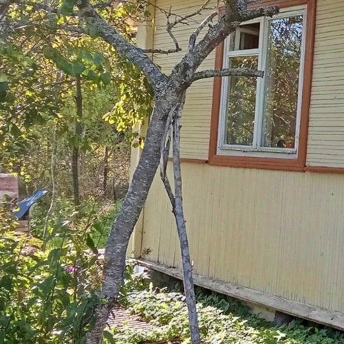 Коттедж/дом Мшинская садоводческий массив, Ручей СНТ,  д. 109