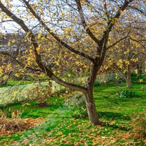 Коттедж/дом Новая Ропша садоводческий массив, Котлин КМОЛЗ СНТ, 17-я линия,  д. 154