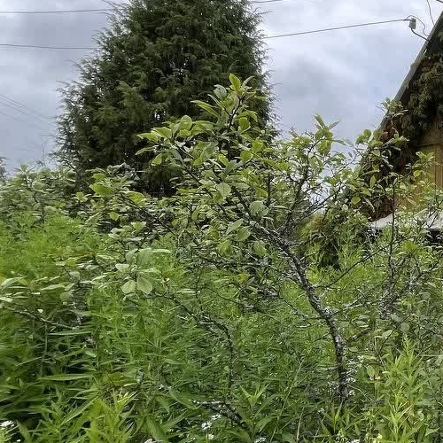 Коттедж/дом Энергетик СНТ, улица 1-я, 23