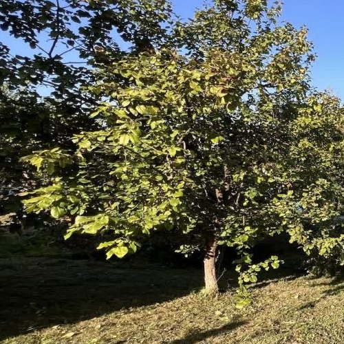 Коттедж/дом Солнечный СНТ, улица Клубничная