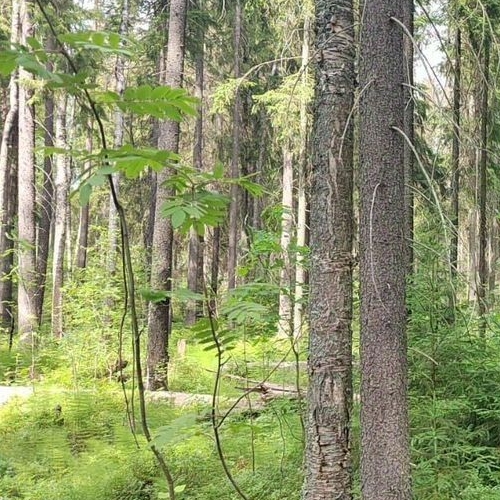 Земельный участок Ленфильм СНТ, 156Н