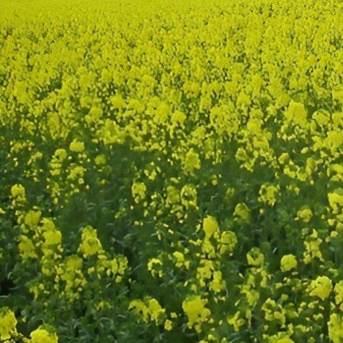 Земельный участок д. Рапполово, 8