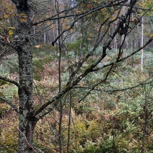 Земельный участок Сосновый СНТ,  д. 186