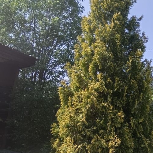 Коттедж/дом Перовское СНТ