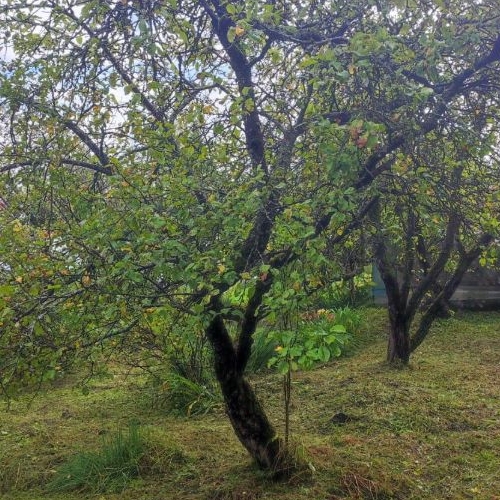 Коттедж/дом Солка садоводческий массив, Монтажник СНТ, 12-я линия, 494