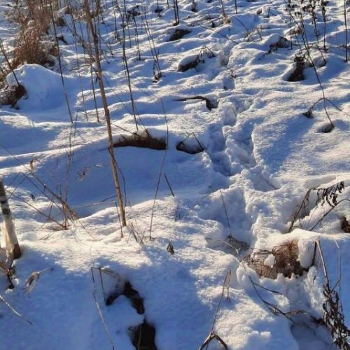 Земельный участок д. Старые Низковицы, 35