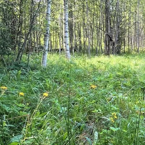 Земельный участок Посадников остров садоводческий массив, 8-я линия