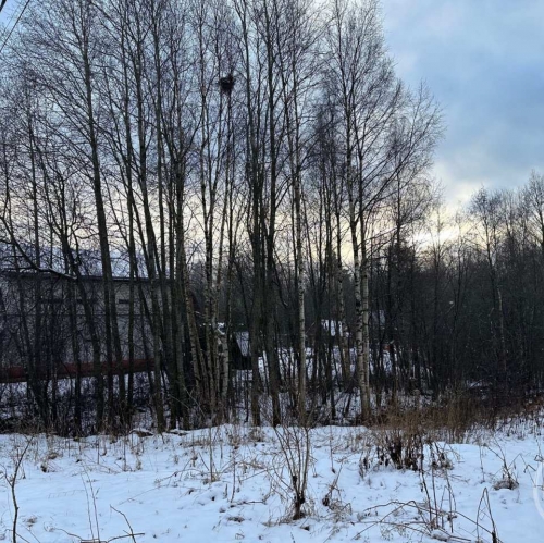 Земельный участок Белоостров массив, Поляна-2 снт.
