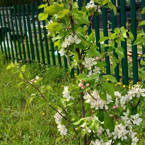 Коттедж/дом Лесная Привилегия кп,  д. 260