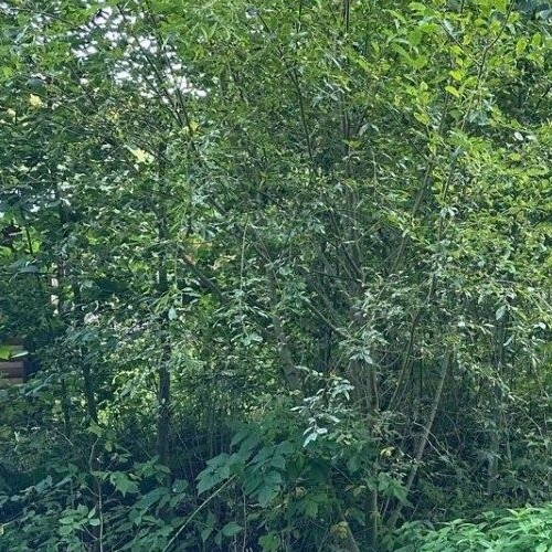 Земельный участок Сосновый СНТ,  д. 186