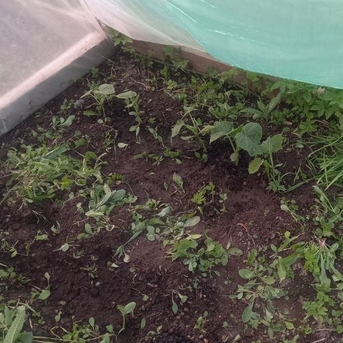 Коттедж/дом д. Торосово, 15