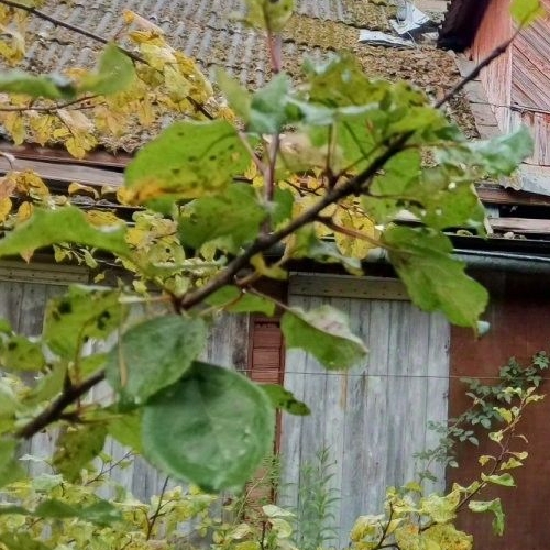 Коттедж/дом Рощино пгт, переулок Безымянный, 3