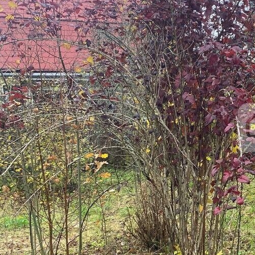 Коттедж/дом КБСМ Дубочки СНТ, улица Косая