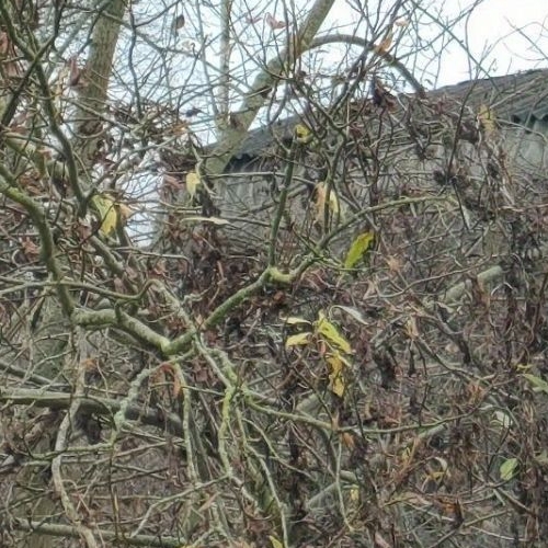 Земельный участок д. Горки,  д. 6