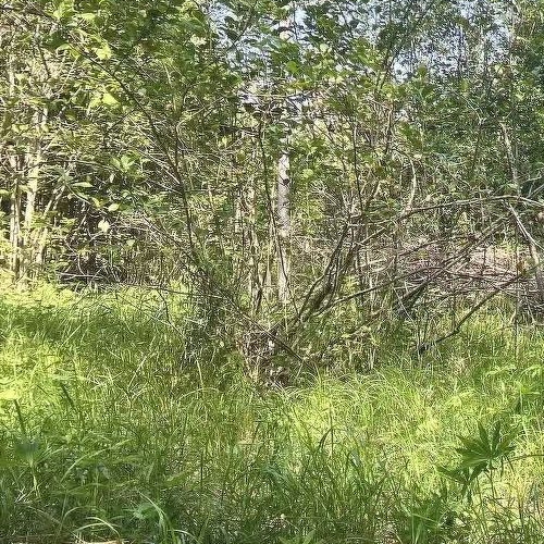 Земельный участок Посадников остров садоводческий массив, 8-я линия