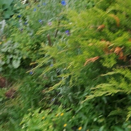 Коттедж/дом Беляевский Мох садоводческий массив, Победа СНТ, 7-я линия,  д. 26