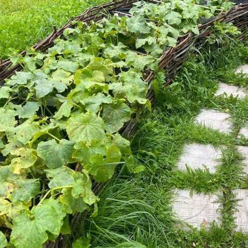 Коттедж/дом Мшинская садоводческий массив, Светоч СНТ