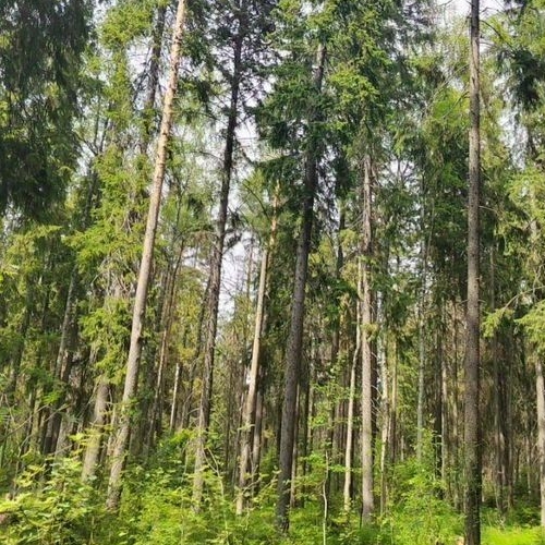 Земельный участок Ленфильм СНТ, 156Н