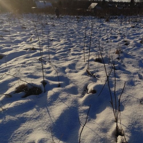 Земельный участок д. Старые Низковицы, улица Центральная