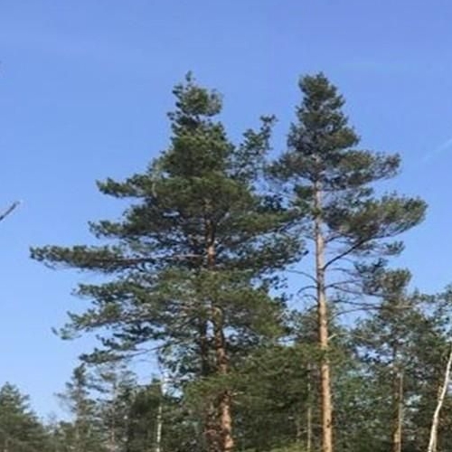 Земельный участок СОСН Раздолье тер., улица Вишневая,  д. 1