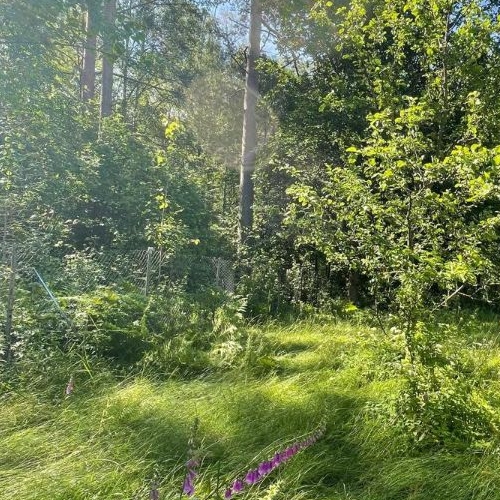 Коттедж/дом Рощино пгт, Лесное СНТ