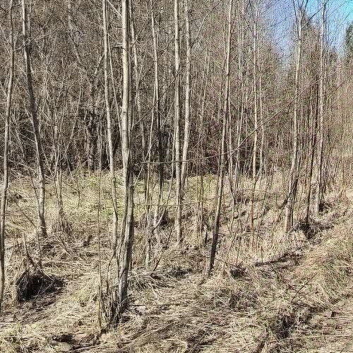 Земельный участок д. Болотово, 13