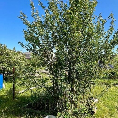 Коттедж/дом Мяглово-Карьер садоводческий массив, Север СНТ, 30-я линия, 1077,  д. 1077