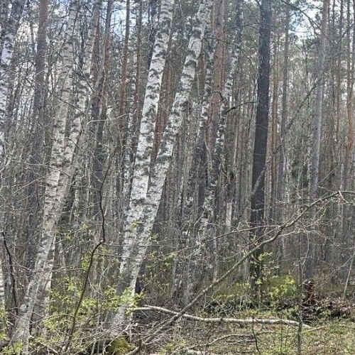 Земельный участок пос. Серово, Молодежное СНТ, проезд 1-й