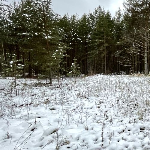 Земельный участок Будогощь пгт, улица Сиреневая